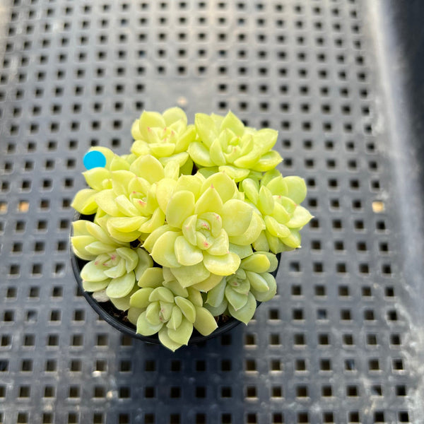 Echeveria 'White Swan' 2" Cluster Succulent Plant