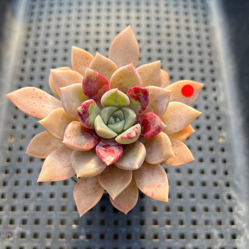 Echeveria 'Pink Spot' 2” Succulent Plant