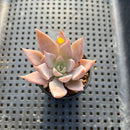 Echeveria 'Pink Lutea' 1"-2" Succulent Plant