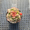 Echeveria Longissima Carunculated (Compact Form) 1”-2” Succulent Plant