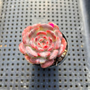 Echeveria 'Michelin' 2" Changhee Hybrid Succulent Plant