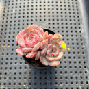 Echeveria 'Michelin' 2" Changhee Hybrid Succulent Plant