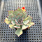 Echeveria Strictiflora 2" Succulent Plant