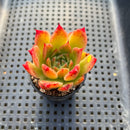 Echeveria 'Elizabeth' 2" Succulent Plant