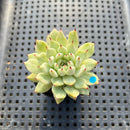 Echeveria Zaragoza 2" Succulent Plant