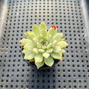 Echeveria Zaragoza 2" Succulent Plant