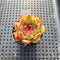 Echeveria Agavoides 'Mont Blanc' 1" Succulent Plant