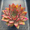 Echeveria 'Bouquet' 3" Succulent Plant