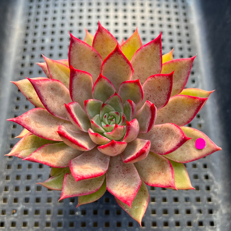 Echeveria 'Bouquet' 3" Succulent Plant