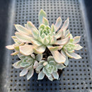 Echeveria 'Angel In Us' Variegated 2"-3" Cluster Succulent Plant