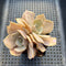 Echeveria 'White Kisses' 2" Succulent Plant