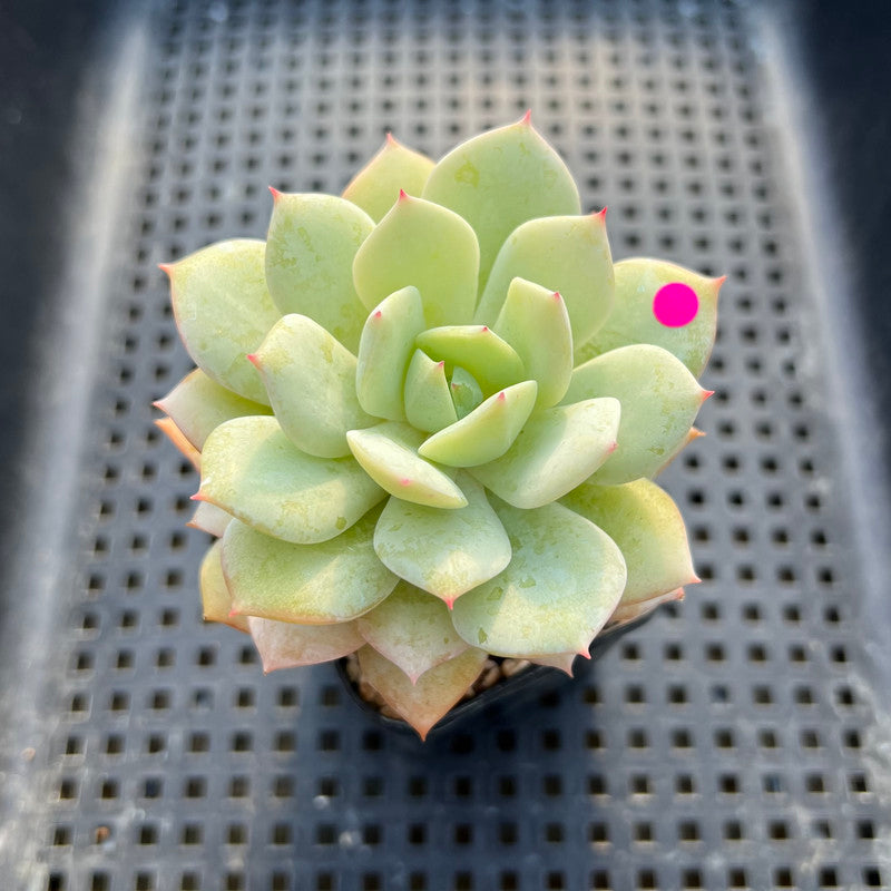 Echeveria 'Beginner' 2"-3" Succulent Plant