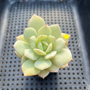 Echeveria 'Beginner' 2"-3" Succulent Plant