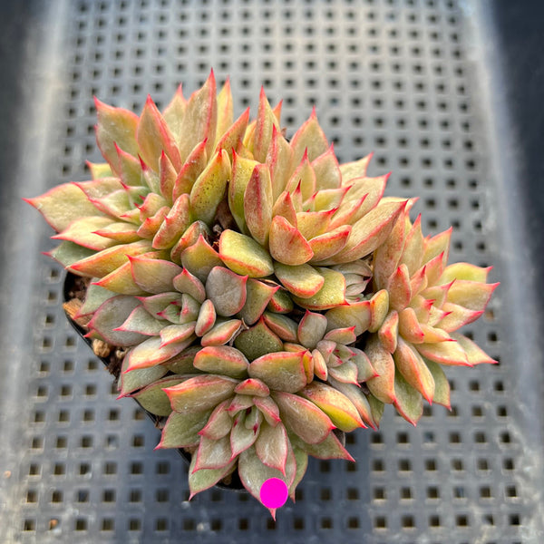 Echeveria 'Silonica' Lightly Variegated 3" Cluster Succulent Plant