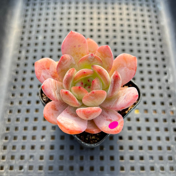 Echeveria 'Starmark' 2" Succulent Plant