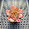 Echeveria 'Starmark' 2" Succulent Plant