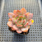 Echeveria 'Starmark' 2" Succulent Plant