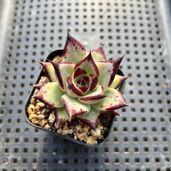 Echeveria Agavoides 'Black Ebony' 2" Succulent Plant