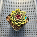 Echeveria sp. 2" Succulent Plant