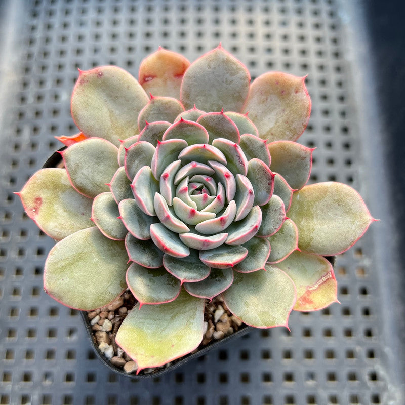 Echeveria sp. 2" Succulent Plant