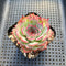 Echeveria Chihuahuaensis Hybrid Flower Village Original Hybrid 2" Succulent Plant