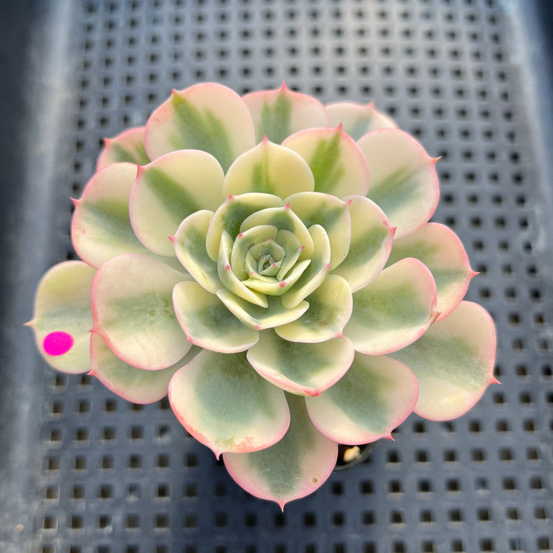 Echeveria 'Compton Carousel' Variegated 3" Succulent Plant