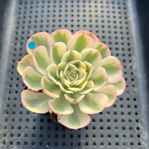 Echeveria 'Compton Carousel' Variegated 3" Succulent Plant