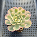 Echeveria 'Compton Carousel' Variegated 3" Succulent Plant