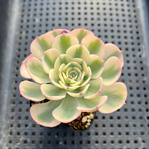 Echeveria 'Compton Carousel' Variegated 3" Succulent Plant