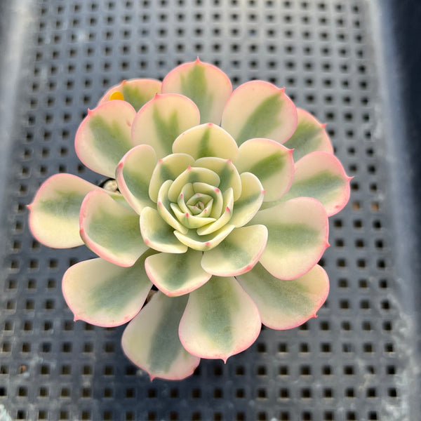 Echeveria 'Compton Carousel' Variegated 3" Succulent Plant