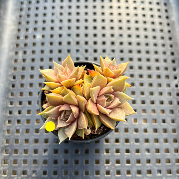 Echeveria ‘Mysterious Rose’ Hybrid 1"-2” Cluster Succulent Plant