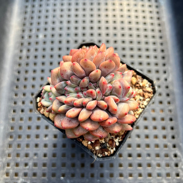 Echeveria 'Ariel' Crested 2" Succulent Plant