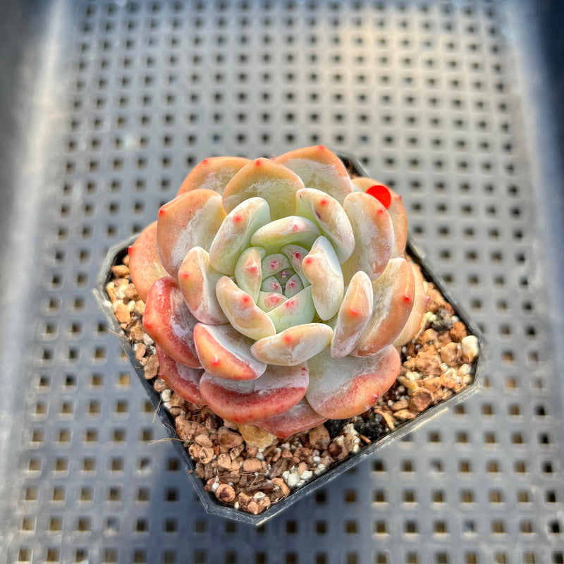 Echeveria sp. 2" Succulent Plant