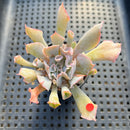 Echeveria 'Trumpet Pinky' 2" Succulent Plant