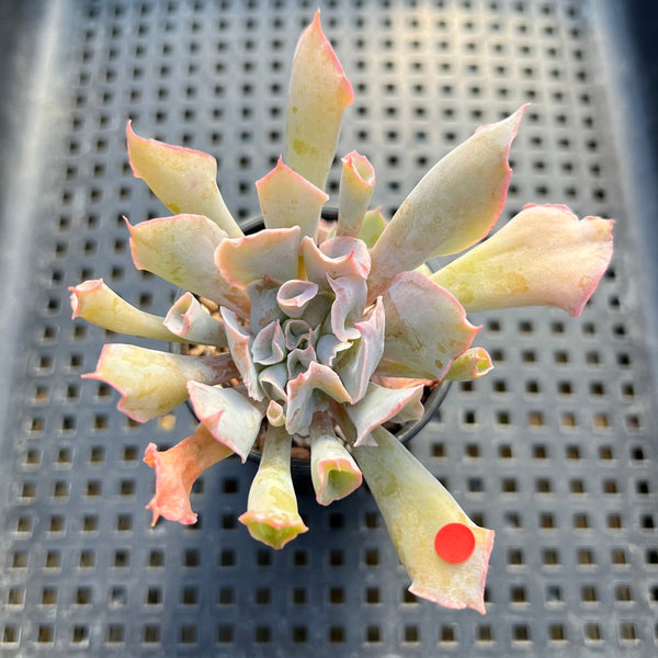 Echeveria 'Trumpet Pinky' 2" Succulent Plant