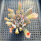 Echeveria 'Trumpet Pinky' 2" Succulent Plant