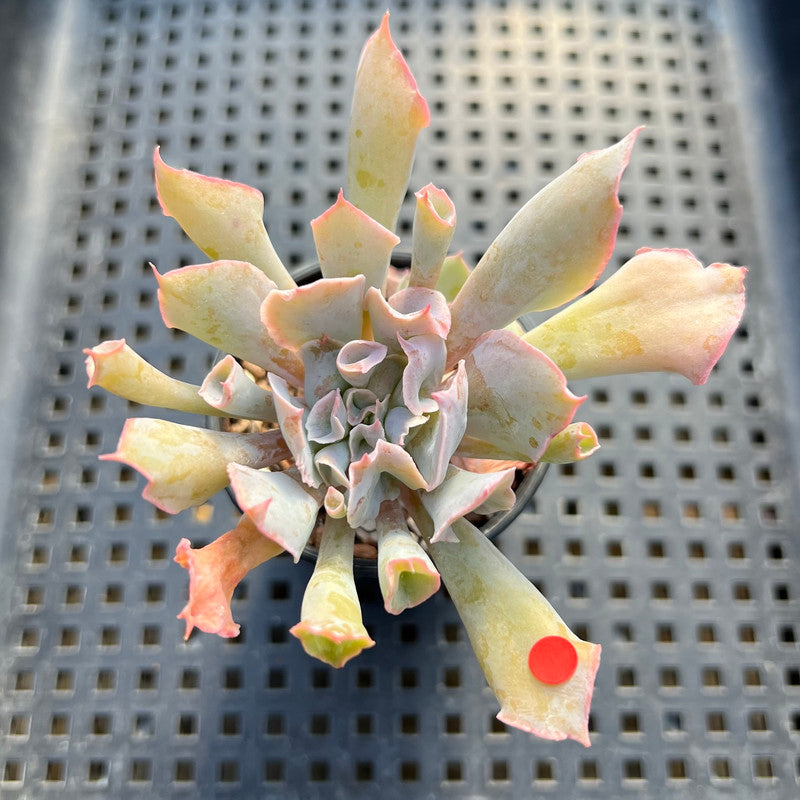 Echeveria 'Trumpet Pinky' 2" Succulent Plant