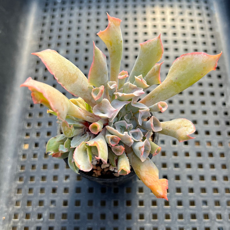 Echeveria 'Trumpet Pinky' 2" Succulent Plant