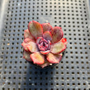 Echeveria 'Anything' 1"-2" Succulent Plant