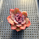 Echeveria 'Anything' 1"-2" Succulent Plant