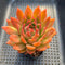 Echeveria Agavoides sp. 3" Succulent Plant