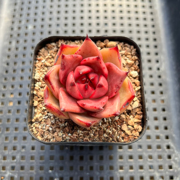 Echeveria Agavoides 'Romeo' 2" Succulent Plant