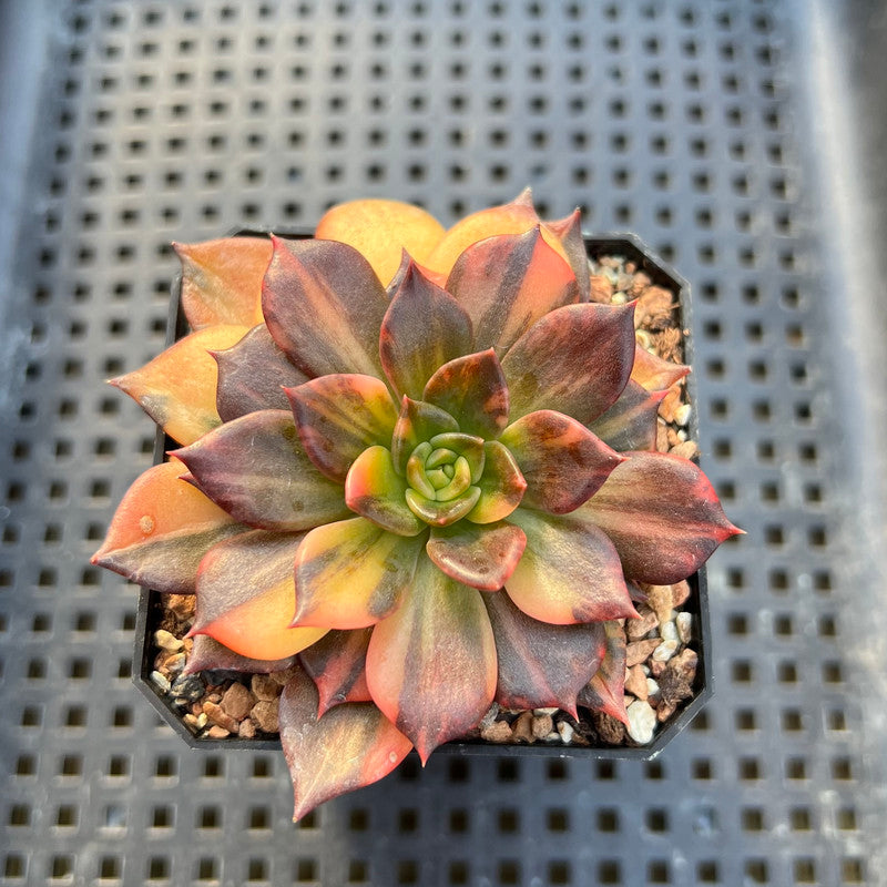 Echeveria 'Black Prince' Variegated 2"-3" Succulent Plant