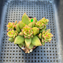 Echeveria 'Apple Flower' 3" Cluster Succulent Plant