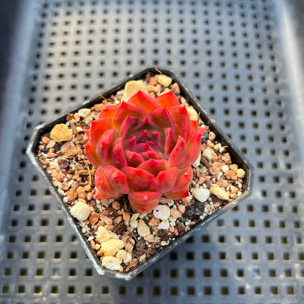 Echeveria sp. 2" Succulent Plant