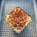 Echeveria sp. 1"-2" Succulent Plant