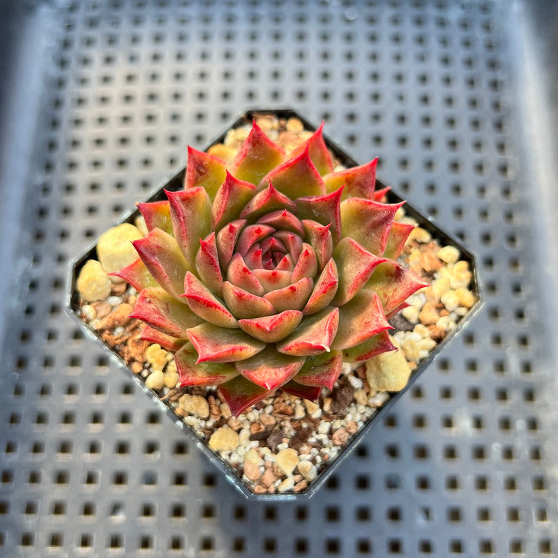 Echeveria sp. 1"-2" Succulent Plant