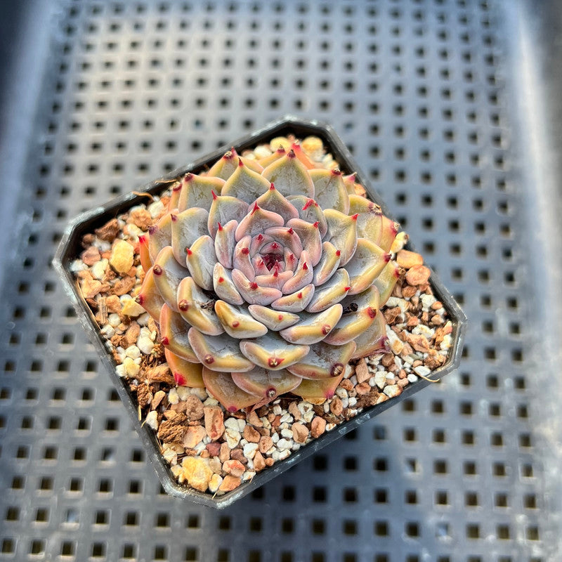 Echeveria 'Rio Heart' 2" Succulent Plant