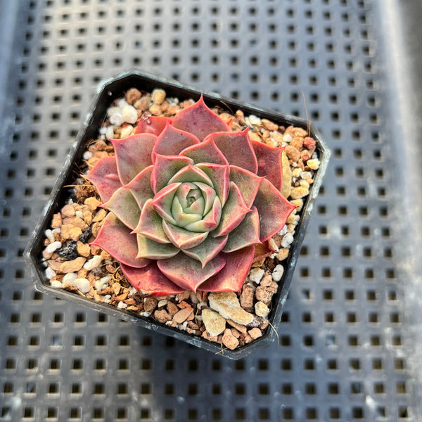 Echeveria Longissima (Light Variegation) 1”-2” Succulent Plant