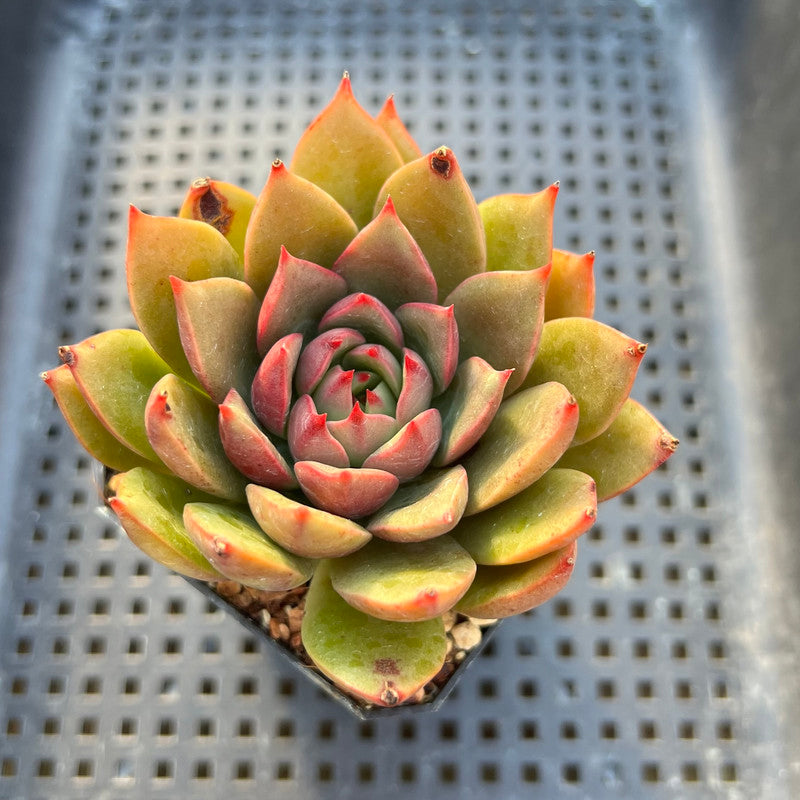 Echeveria sp. 3"-4" Succulent Plant